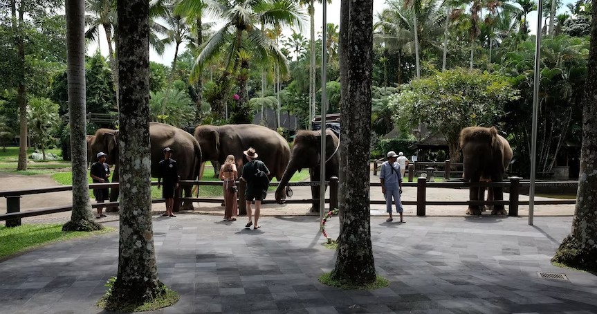 bali safari zoo