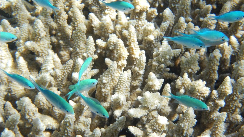 pulau uluwatu snorkeling