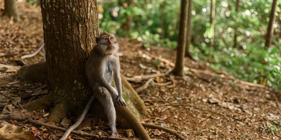 monkey forest