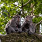 sacred monkey forest gianyar