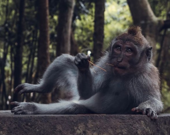 Sacred Monkey Forest Sanctuary Gianyar Bali monyet duduk