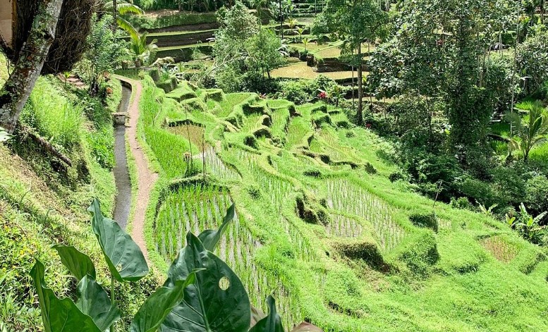 sejarah Teras Sawah Tegalalang Ubud