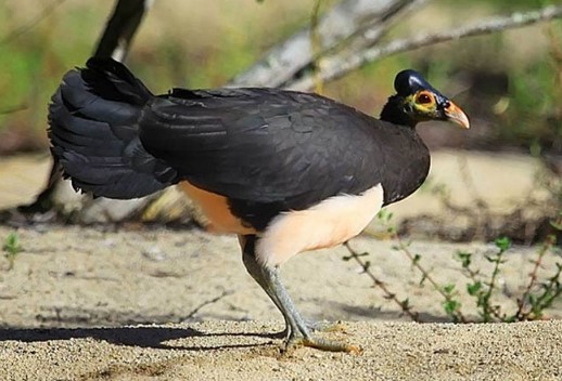 Burung Maleo bali