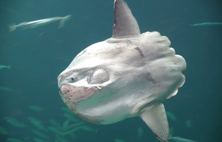 Ikan Mola mola