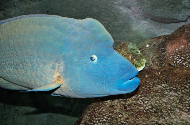 Ikan Napoleon