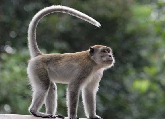 Monyet Ekor Panjang