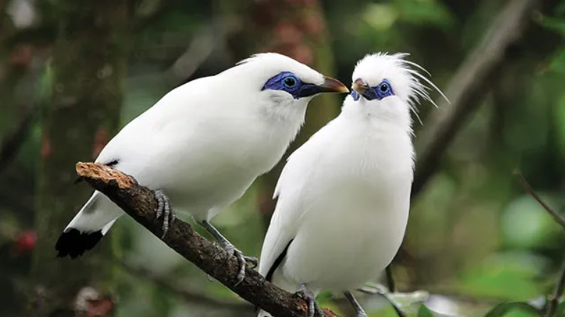 fauna khas bali jalak