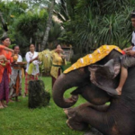 tumpek kandang adalah