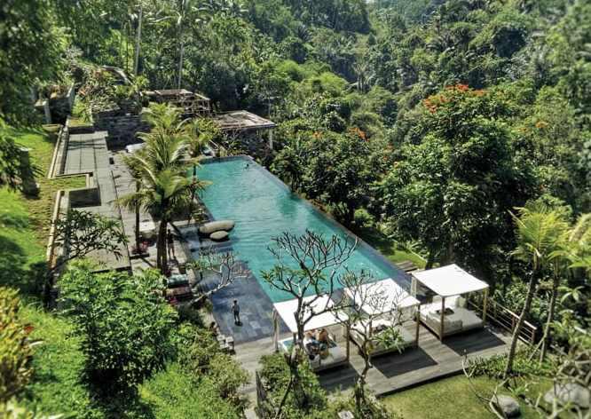 jungle fish pool & bar