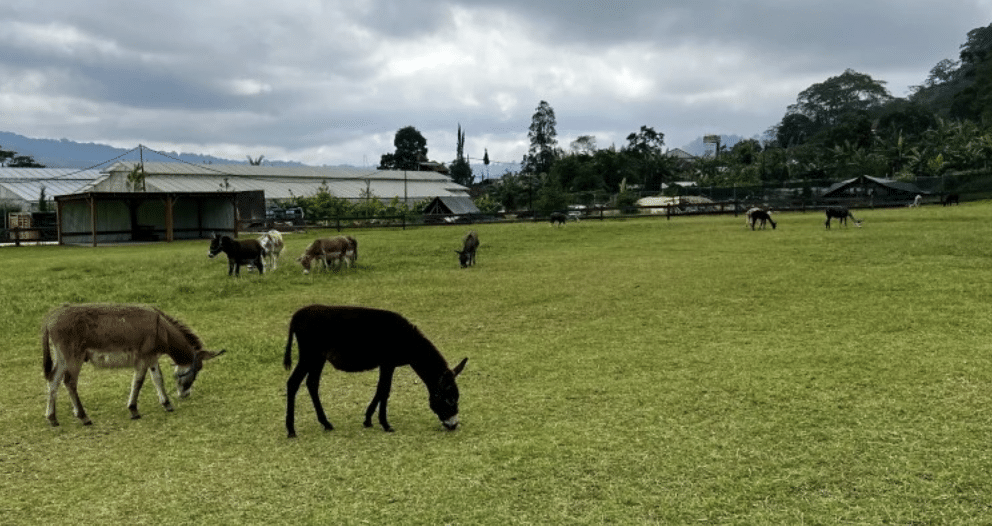 alpaca bali farm house
