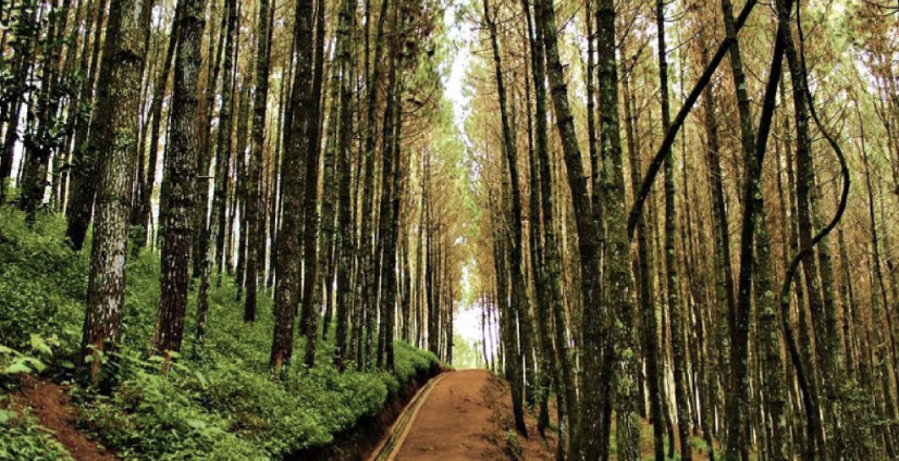 hutan pinus glagah linggah lestari