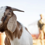 jelaskan pengertian aqiqah dan qurban