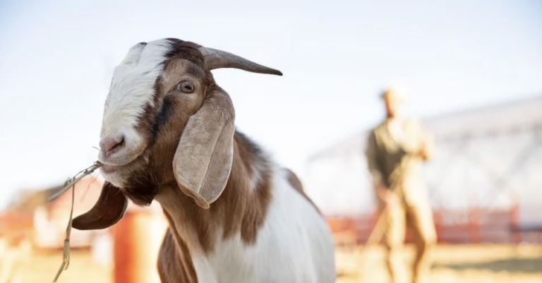 jelaskan pengertian aqiqah dan qurban