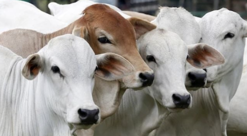 perbedaan aqiqah dan qurban