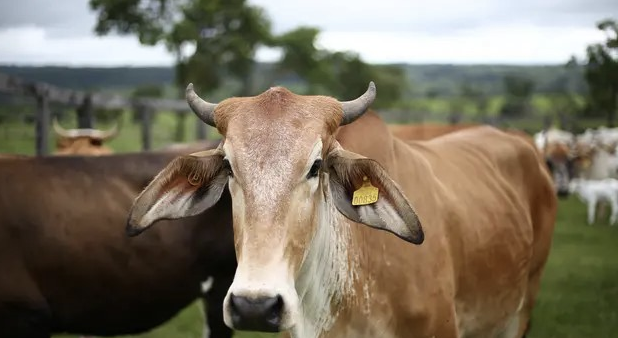 qurban sapi berapa orang