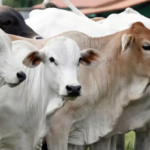 qurban sapi untuk berapa orang