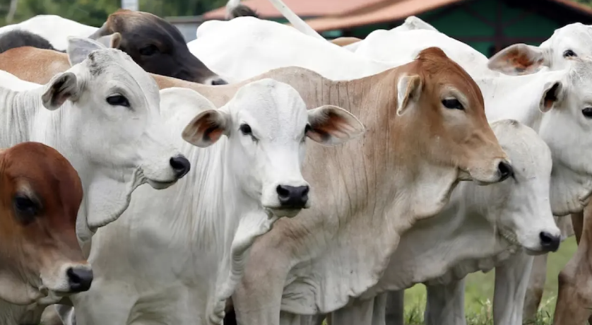 qurban sapi untuk berapa orang