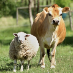 qurban secara bahasa artinya