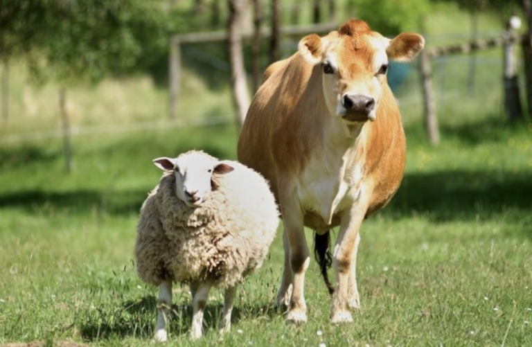 qurban secara bahasa artinya