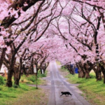 taman sakura kebun raya cibodas