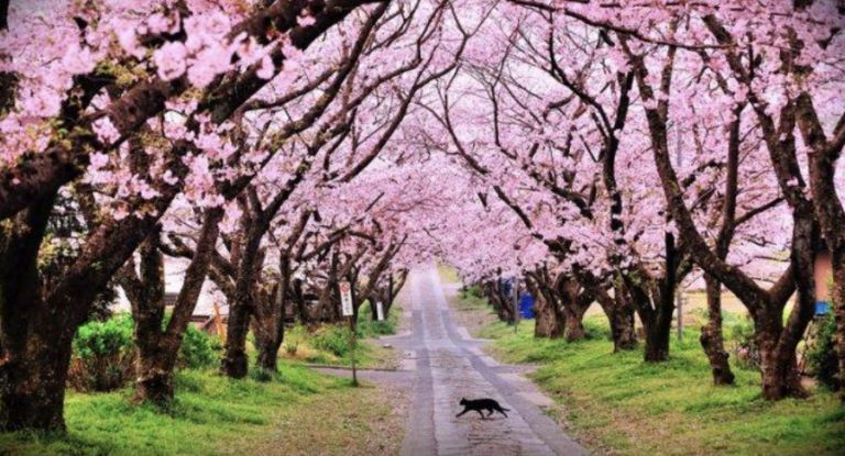 taman sakura kebun raya cibodas