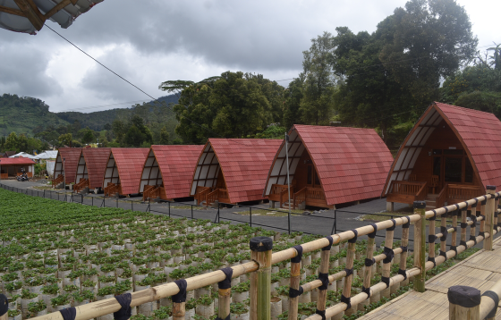 dusun strawberry walini