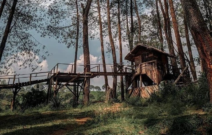 hutan pinus rahong