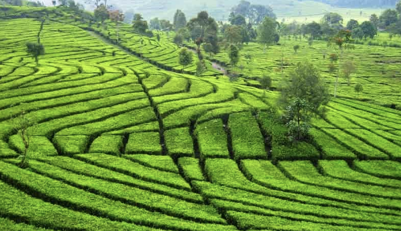 kebun teh malabar