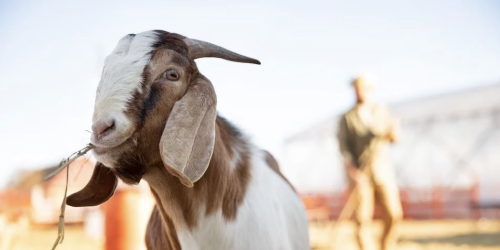 jelaskan pengertian aqiqah dan qurban