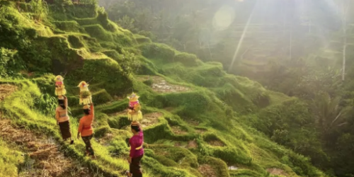mata pencaharian suku bali
