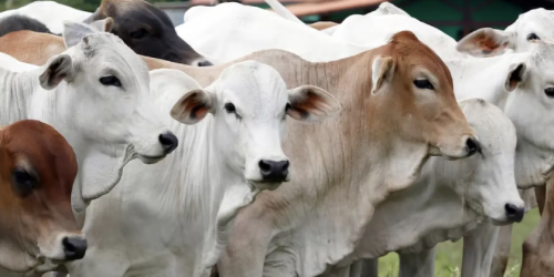 qurban sapi untuk berapa orang
