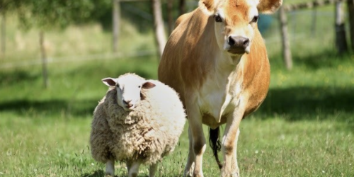 qurban secara bahasa artinya