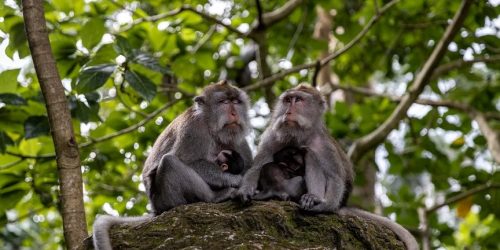 sacred monkey forest gianyar
