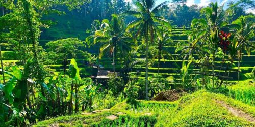 teras sawah tegalang ubud